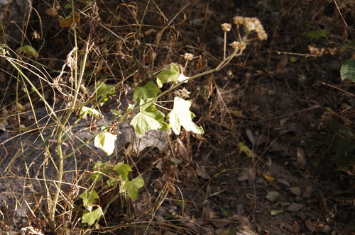 Anoda palmata (Anoda palmata)