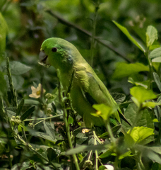 Forpus xanthopterygius