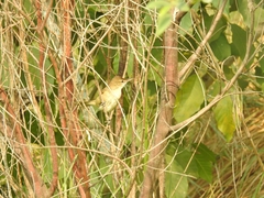 Acrocephalus stentoreus