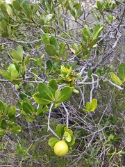 Atractocarpus