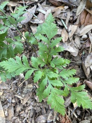 Crataegus marshallii