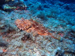 Scorpaena scrofa