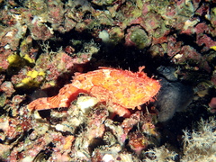 Scorpaena scrofa