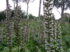 Acanthus mollis