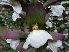 Acanthus mollis