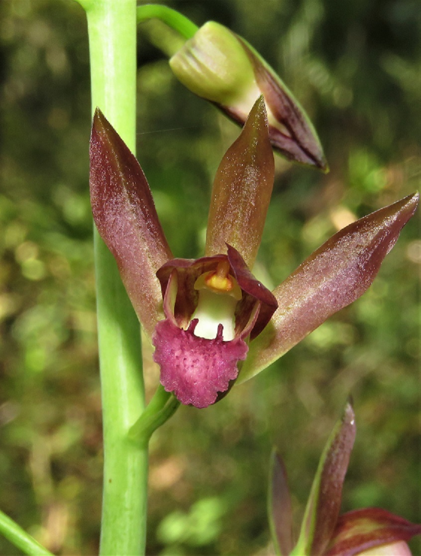 Eulophia alta