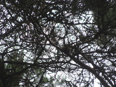 Phylloscopus collybita