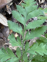Crataegus marshallii