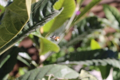 Neoscona orizabensis