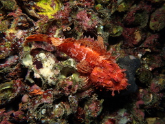 Scorpaena scrofa