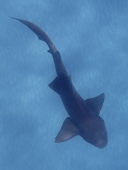 Ginglymostoma cirratum