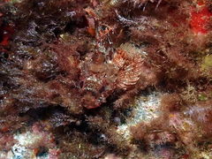 Scorpaena notata