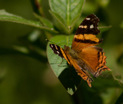 Hypanartia bella