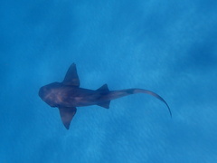 Ginglymostoma cirratum