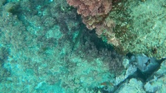 Aulostomus strigosus