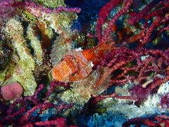 Scorpaena notata