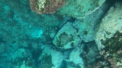 Aulostomus strigosus