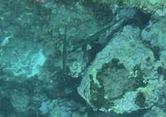 Aulostomus strigosus