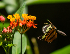 Hypothyris euclea nina
