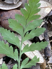Crataegus marshallii