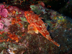 Scorpaena notata