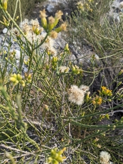 Lepidospartum squamatum