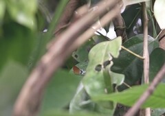 Eooxylides tharis distanti