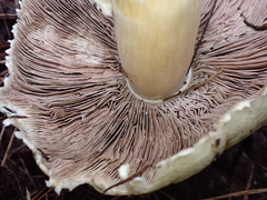 Agaricus sylvicola