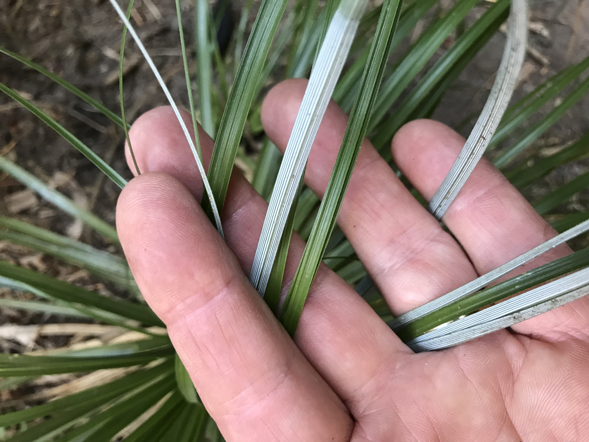 Photos of common beargrass (Xerophyllum tenax) · iNaturalist