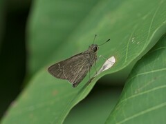 Pelopidas mathias mathias