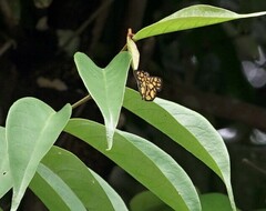 Odina hieroglyphica ortina