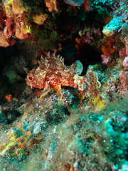 Scorpaena notata