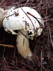 Agaricus sylvicola