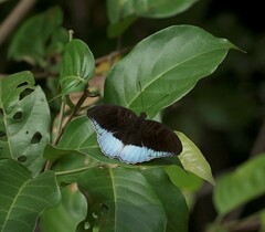 Tanaecia iapis puseda