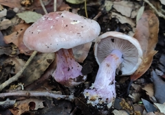 Cortinarius dibaphus