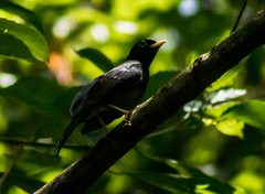 Turdus flavipes