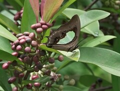 Polyura hebe plautus