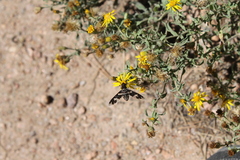 Exoprosopa dorcadion