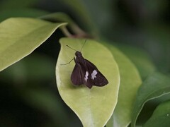 Notocrypta paralysos varians