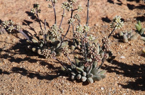 Crassula namaquensis