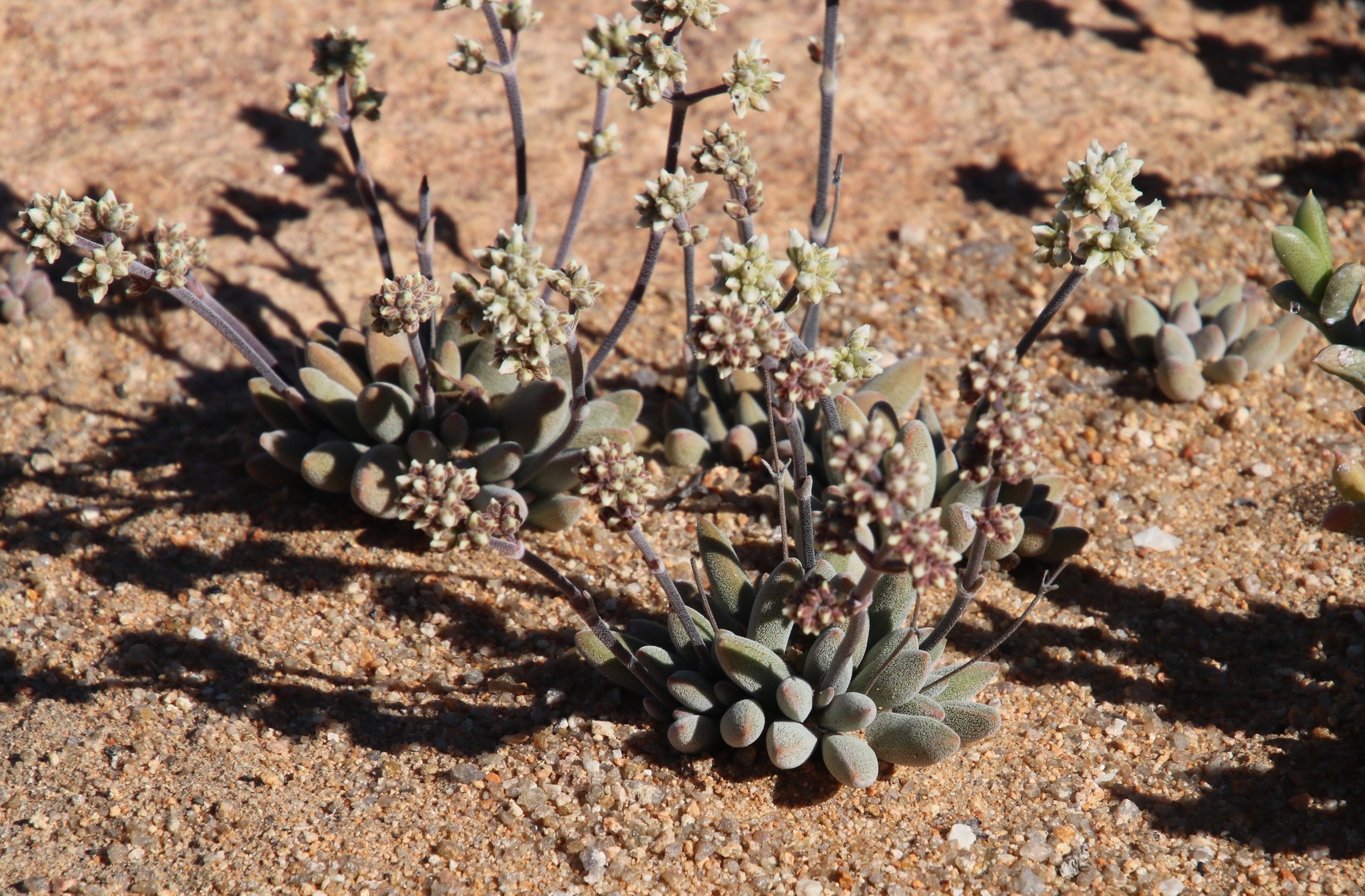 Crassula namaquensis