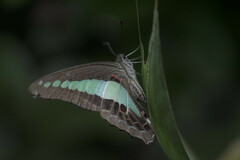 Graphium sarpedon luctatius