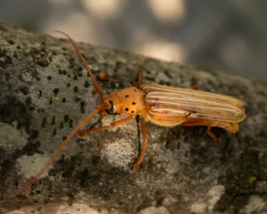 Coccoderus novempunctatus