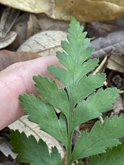 Crataegus marshallii
