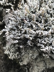 Stereocaulon vesuvianum