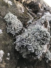 Stereocaulon vesuvianum