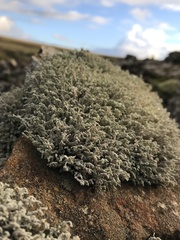 Stereocaulon vesuvianum