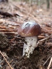 Cortinarius livido-ochraceus