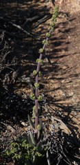 Crassula tomentosa