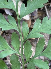 Crataegus marshallii